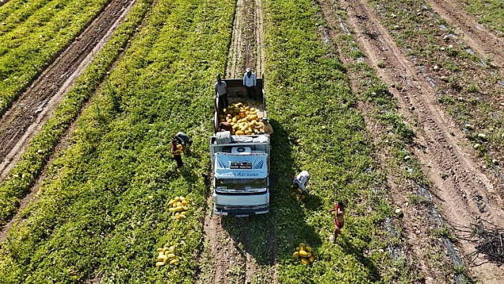Malatya'nın Çukurovası'nda kavun mesaisi: 1.500 dönümlük alanda 200 ton rekolte bekleniyor