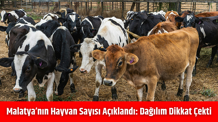 Malatya’nın hayvan sayısı açıklandı: Dağılım dikkat çekti