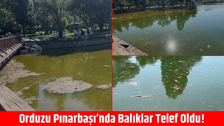 Orduzu Pınarbaşı’nda balıklar telef oldu!