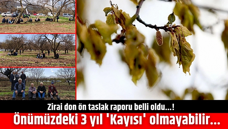 Zirai don ön taslak raporu belli oldu...! Önümüzdeki 3 yıl 'Kayısı' olmayabilir..