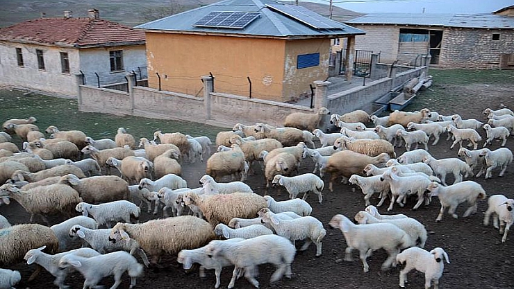 Kuzuların kavuşma anı 