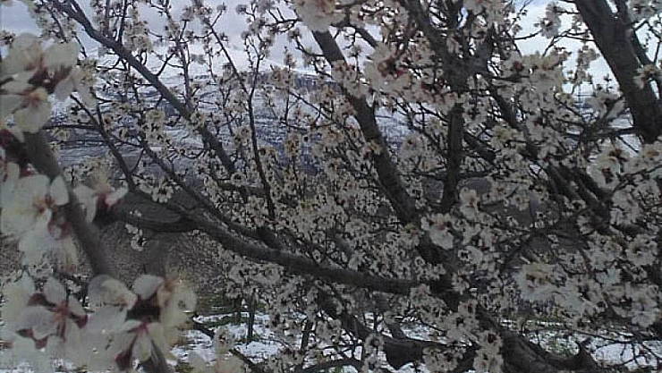 Kayısı ağaçlarını kar vurdu 