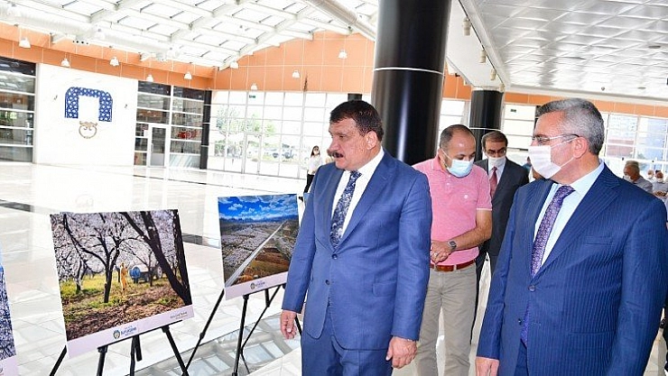 'Çekirdekten meyveye kayısı'