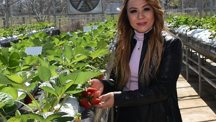 Çilek Kadın Elinde Yetişecek