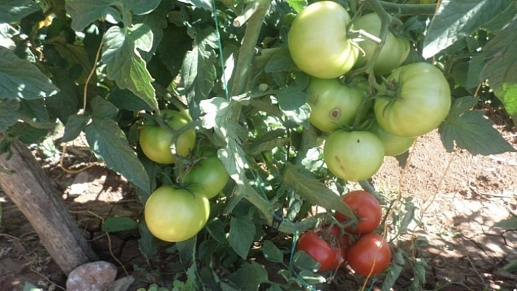'Sırık Domates Yetiştiriciliği Tarla Günü' yapıldı
