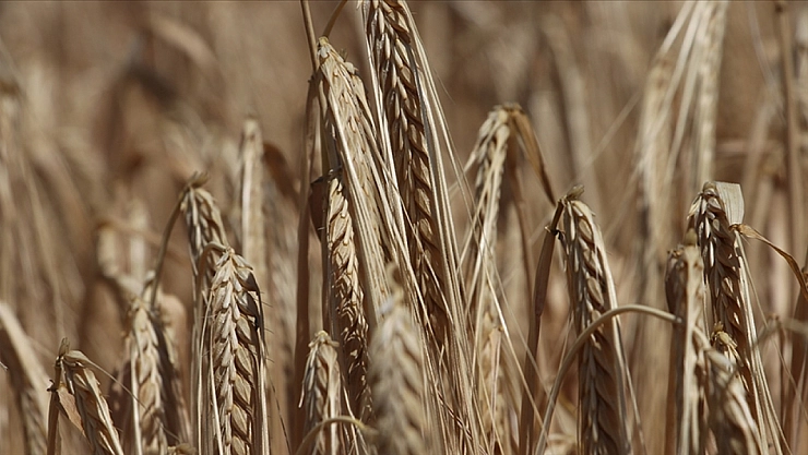 20 milyon ton hedefleniyor