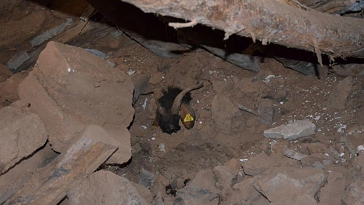 21 küçükbaş telef oldu 