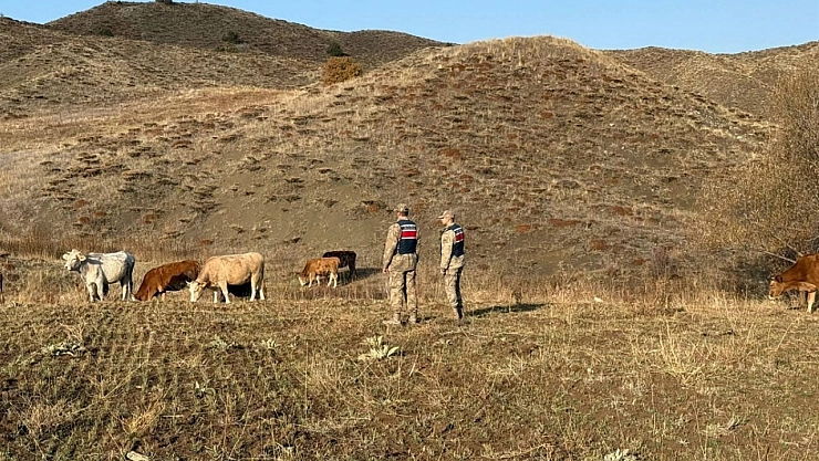 23 büyükbaş hayvan gece yarısı kayboldu...