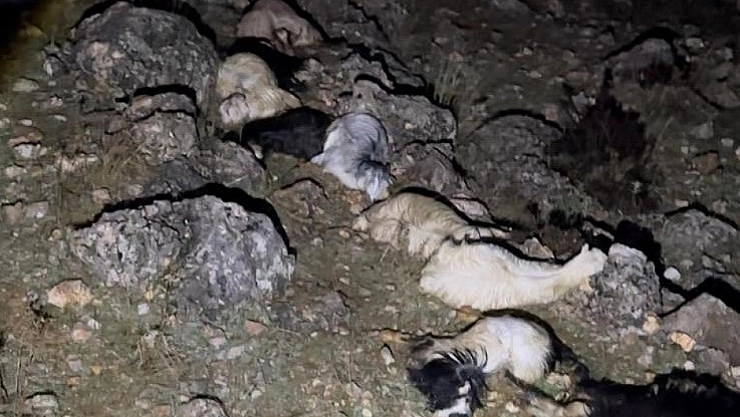 25 küçükbaş hayvan telef oldu