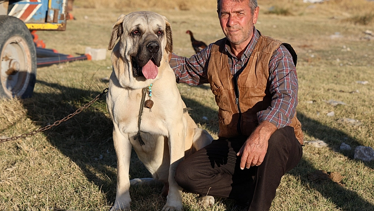 3 bin 500 yıllık savaş köpeği malak