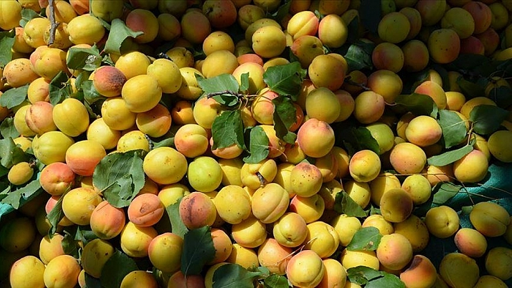 329 milyon dolarlık kayısı ihracatı zirai donun gölgesinde