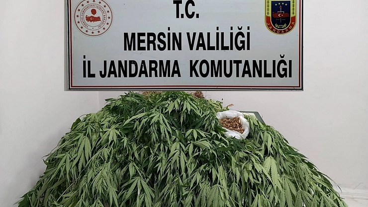 341 kök kenevir ele geçirildi
