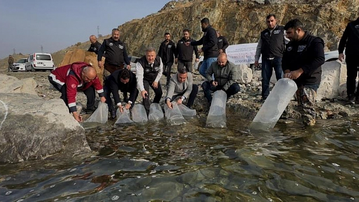 420 bin yavru balık bırakıldı