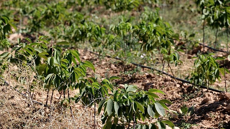 5 bin ceviz fidanı dikildi 