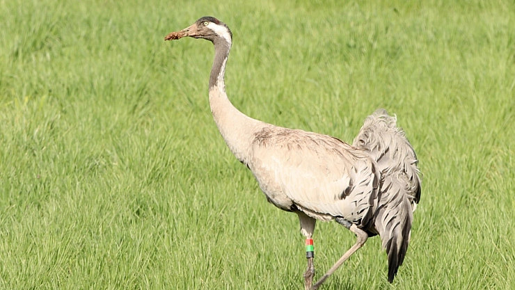 6 yıl sonra göründü