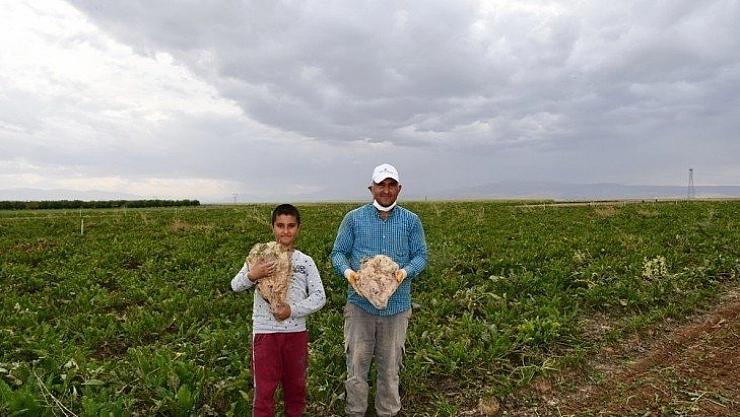 Çiftçilerin yüzü güldü