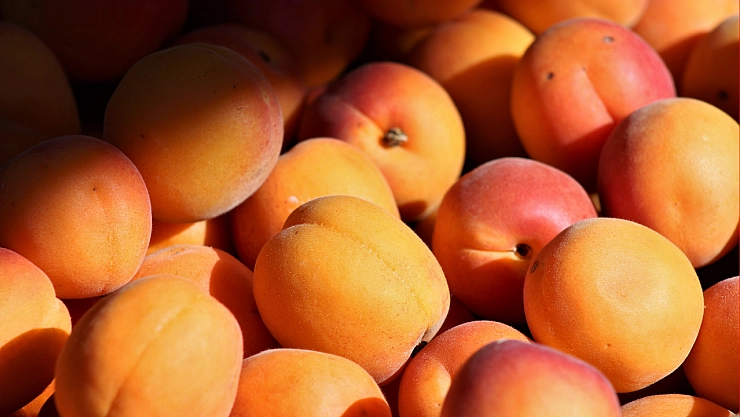 85 milyonun aklına kayısı deyince Malatya geliyor! Malatya kayısısı, yerel lezzetler arasında zirveye oynuyor!