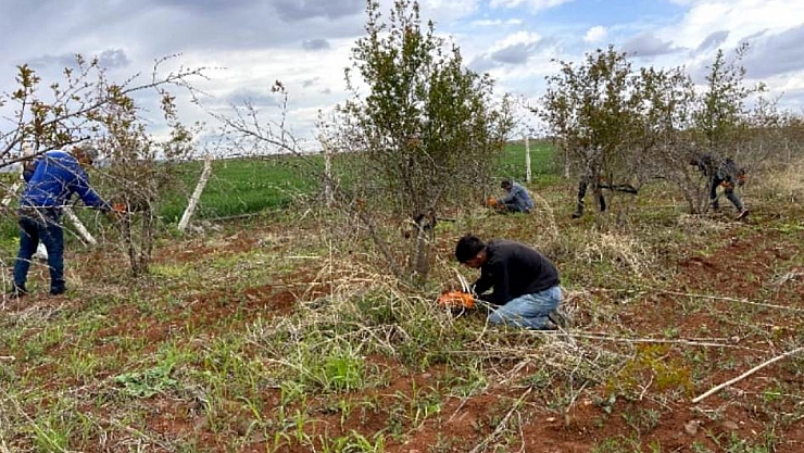 AB tescilli Suruç narında budama sezonu başladı
