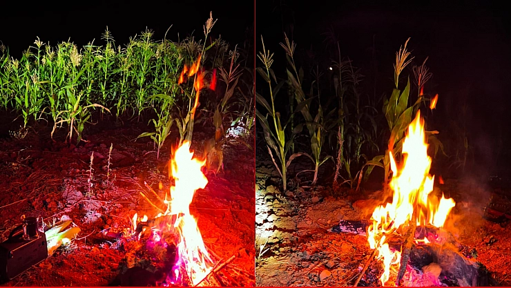 AB Uyum Projesi, Üreticiyi Vurdu: Malatya'da Yaban Domuzu Alarmı