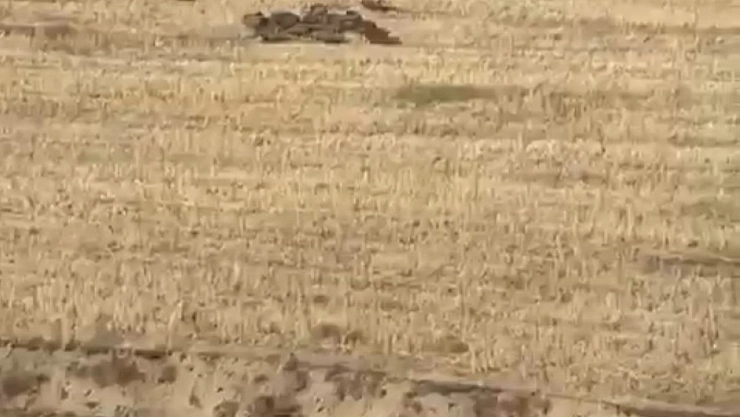 Aç kalan domuz sürüsü mahalleye indi