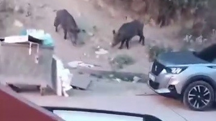 Aç kalan domuzlar çöpte yem aradı