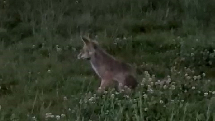 Aç kalan tilki, şehre indi