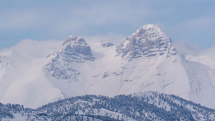 Adana'da dağ keçileri görüldü