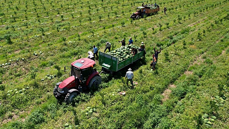 Adana'da karpuz fiyatları düştü