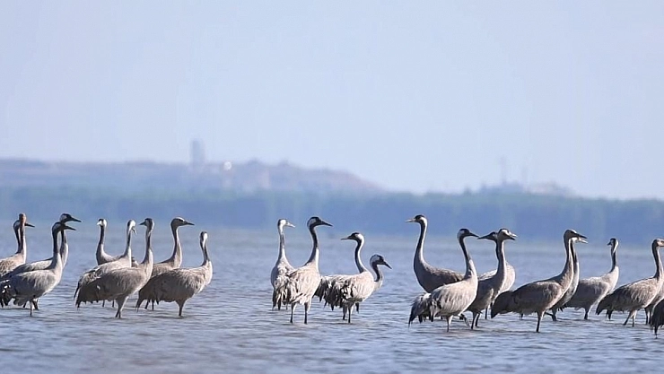 Adana'da Turna Kuşu Şöleni