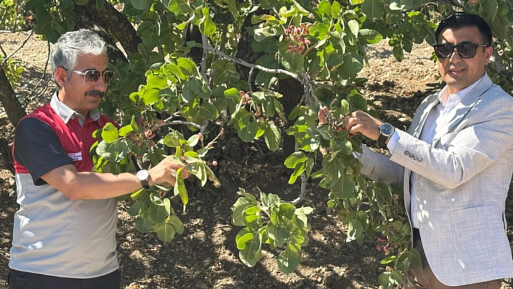 Adıyaman'da Antep Fıstık hasadı başladı