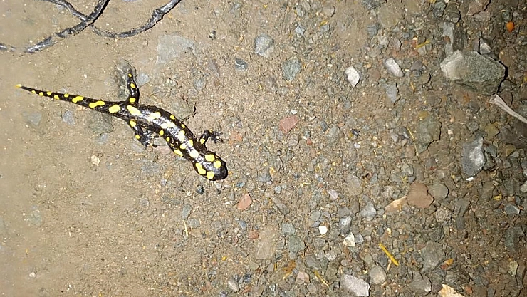 Adıyaman'da sarı benekli semender görüntülendi