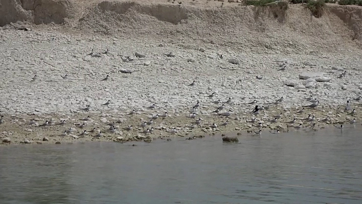 Adıyaman'daki Martı Adası'nda kuluçka dönemi yaşanıyor