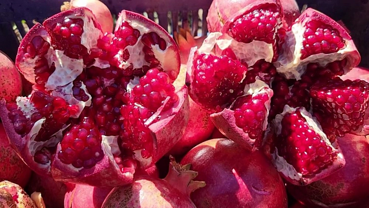 Adıyaman Narlarının Avrupa Yolculuğu Başladı!