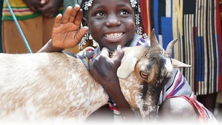 Afrika'ya süt keçisi