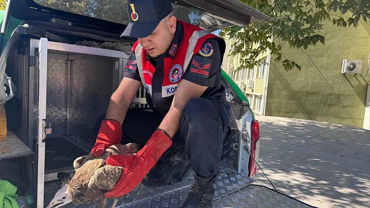 Akbaba yavrusu koruma altına alındı