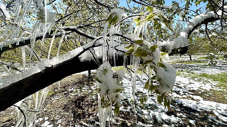 Akçin: 'Bu sadece bir ürün kaybı değil, ekonomik ve sosyal krizdir'