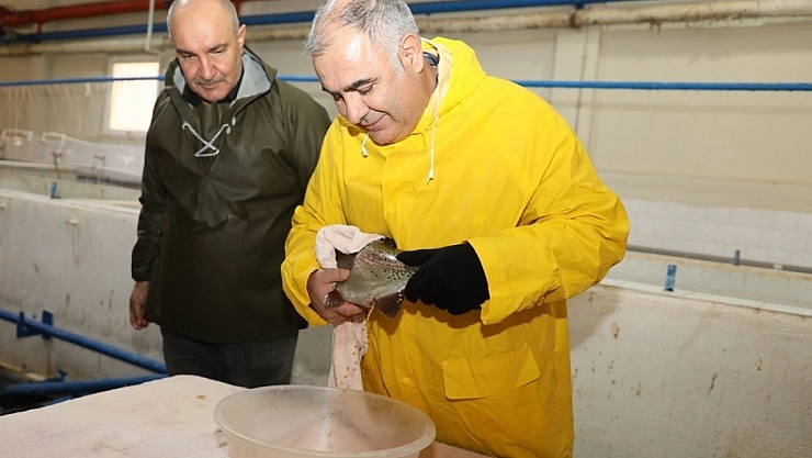 Alabalık sağım çalışmaları sürüyor