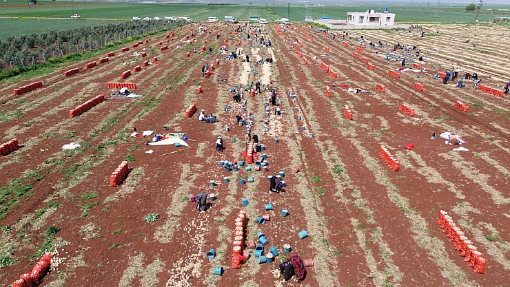 Amik Ovası'nda bereketli hasat