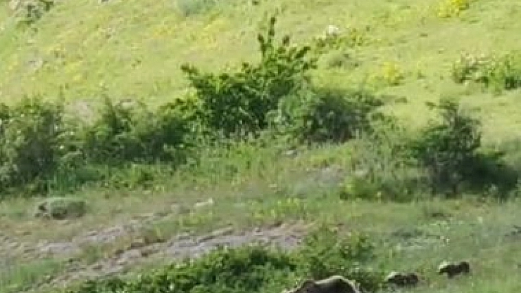 Anne boz ayı ve 2 yavrusu, yiyecek ararken görüntülendi