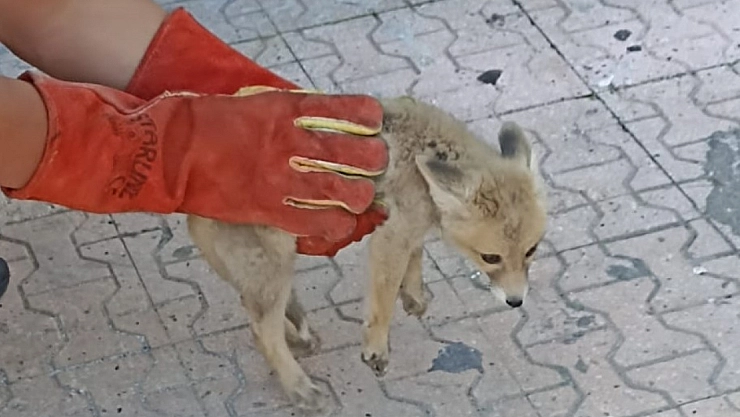 Annesini kaybeden yavru tilki, doğa korumaya emanet