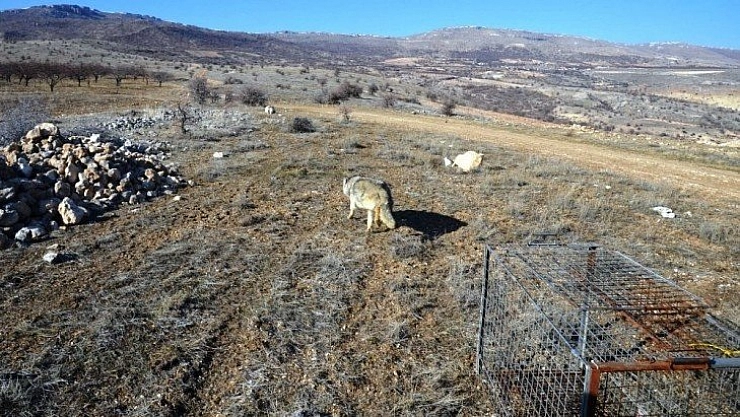 Yeniden doğayla buluştu