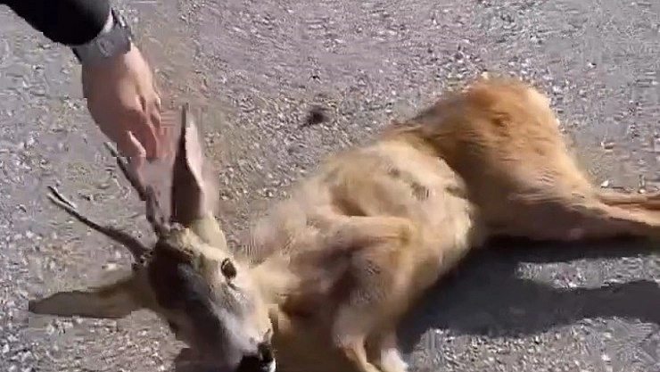 Yavru karaca tedavi altına alındı!