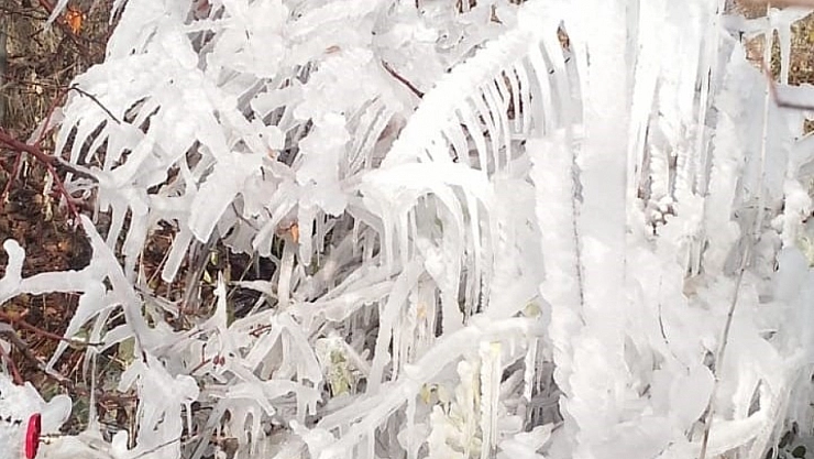 Araçlar ve Ağaçlar Buz Tuttu
