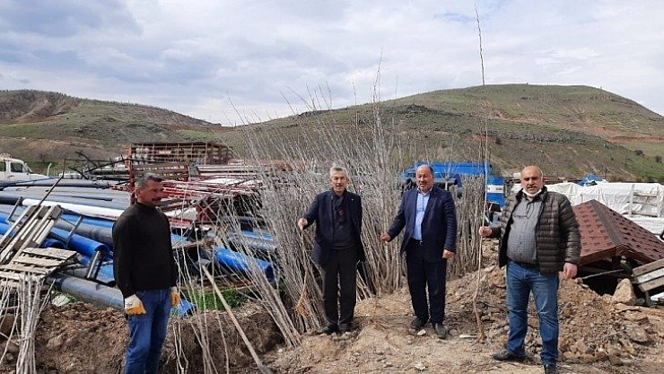 500 dut fidanı dikildi