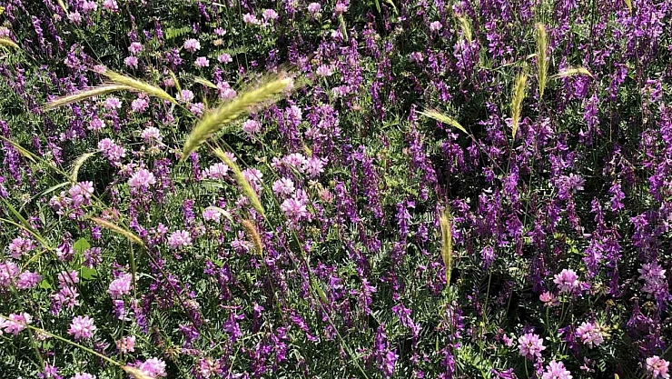 Malatya kırsalında görsel şölen...!