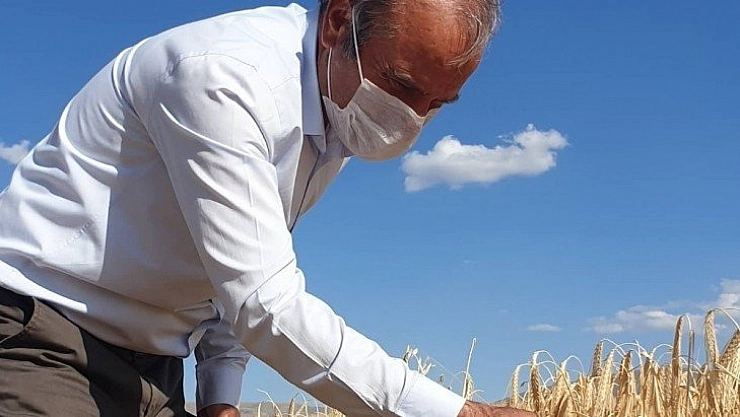 Arguvan'da hasat zamanı