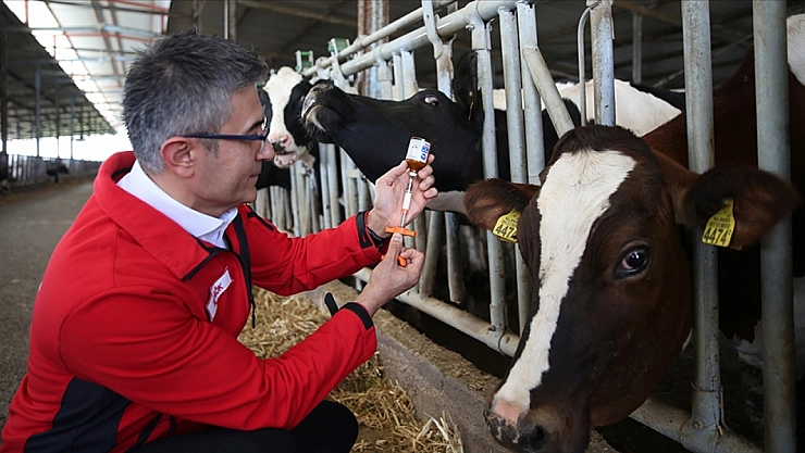 Şap Hastalığıyla Mücadelede Sonuç Verdi