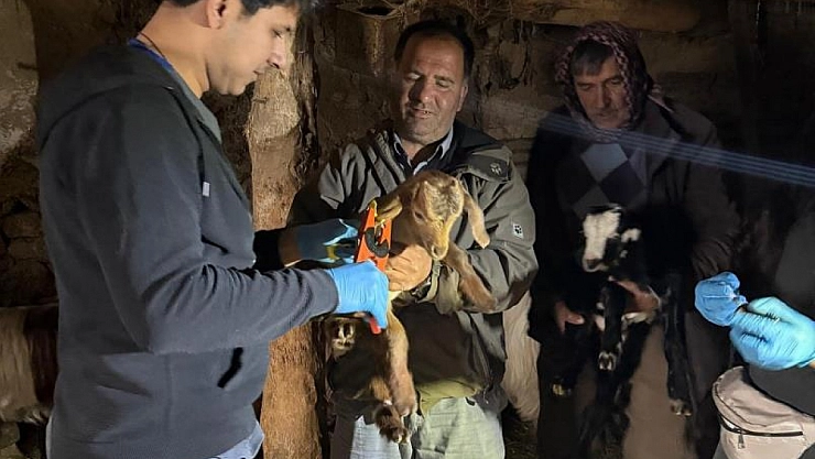 Aşılama ve küpeleme çalışmaları sürüyor