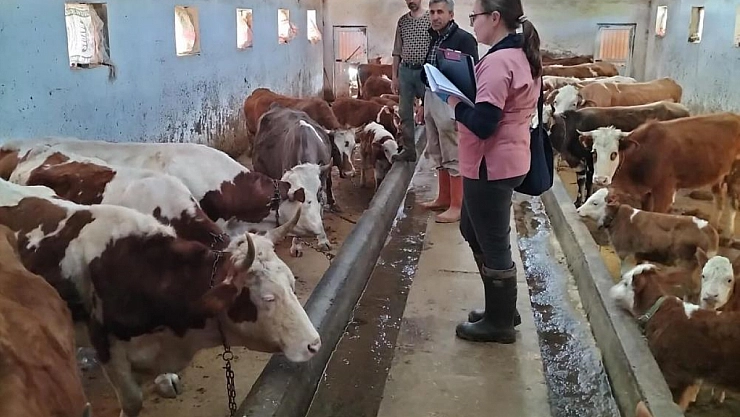 Aşılama ve küpeleme çalışmaları sürüyor