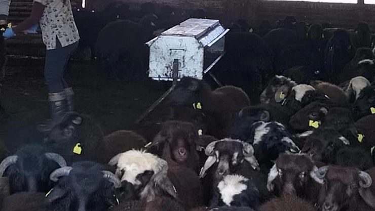Aşılama ve küpeleme çalışmaları devam ediyor